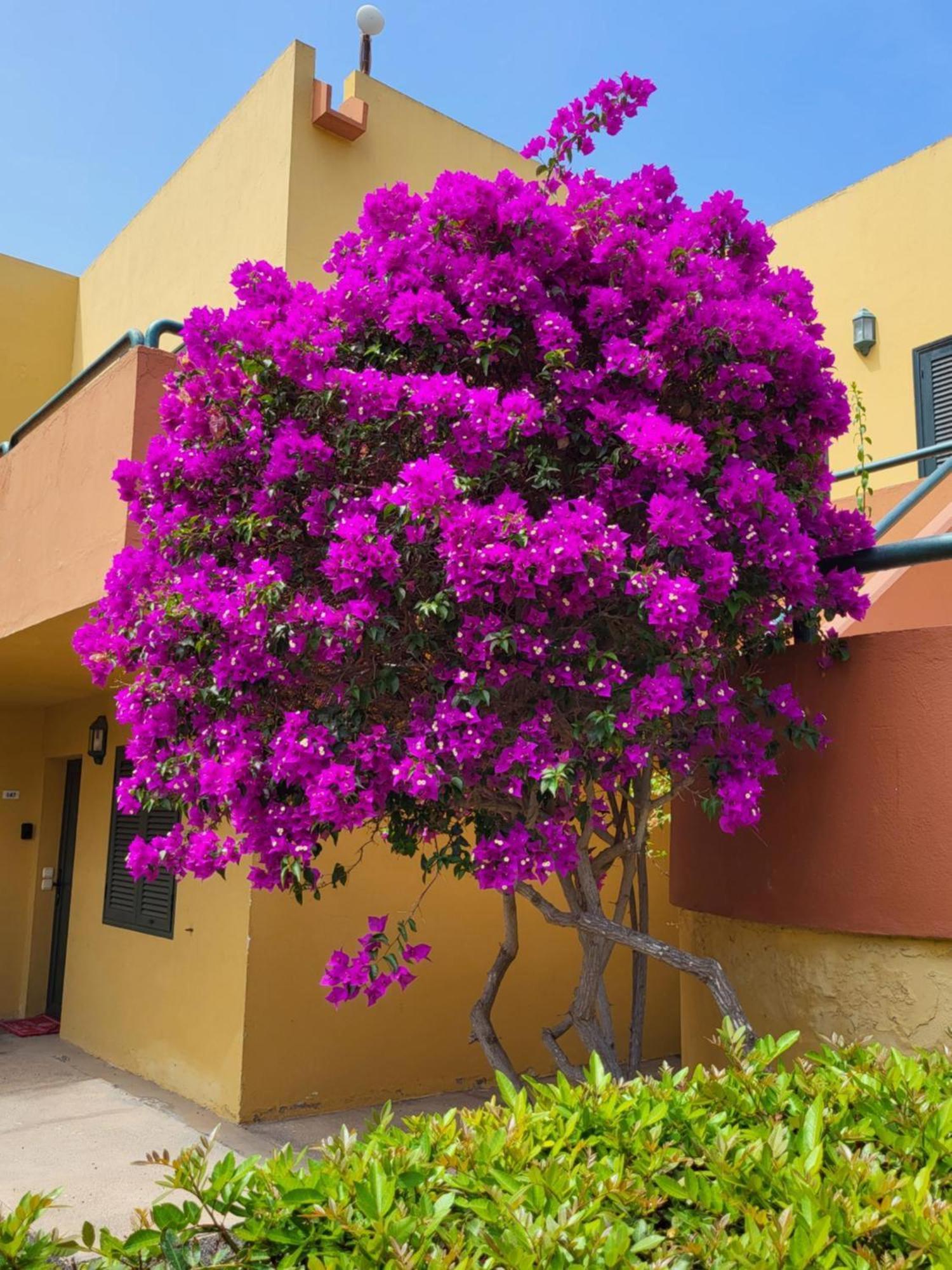 Casa Del Caballero Corralejo Kültér fotó